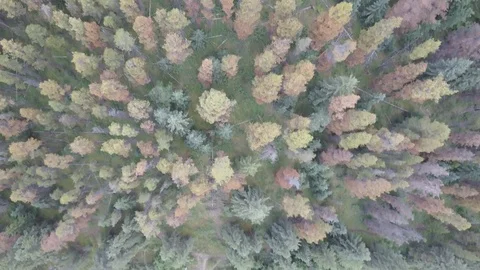 Trees on a Lake Video stock 101817486