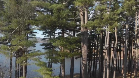 Trees on a lake Video stock 130110394