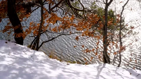 Trees by the lake Stock-Footage 232663870