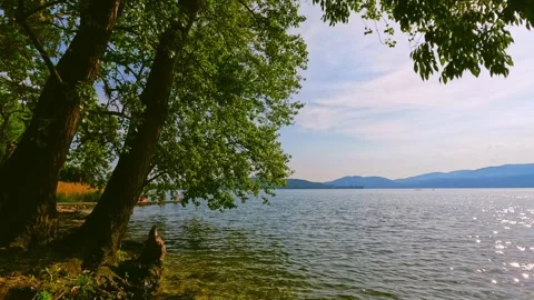 Trees on the lake Maggiore  Stock Footage 242202661