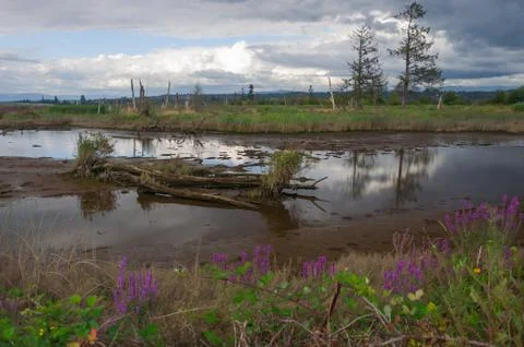 Trees, lake, mud, grass and flowers Stock Photos
