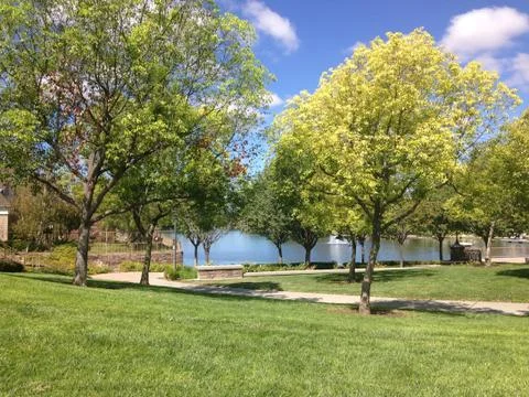 Trees by lake in a park Stock Photos