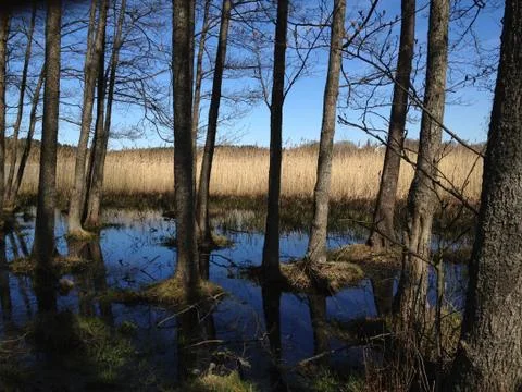 Trees by a lake Foto stock
