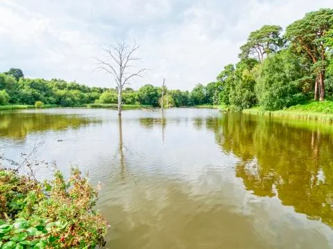 Trees in a lake Foto stock