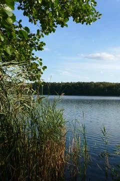 Trees by the lake Stock Photos