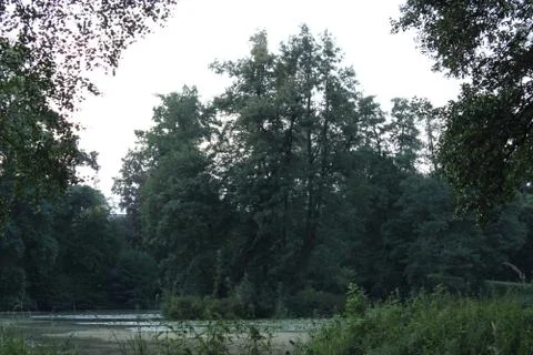 Trees in a lake. Stock Photos