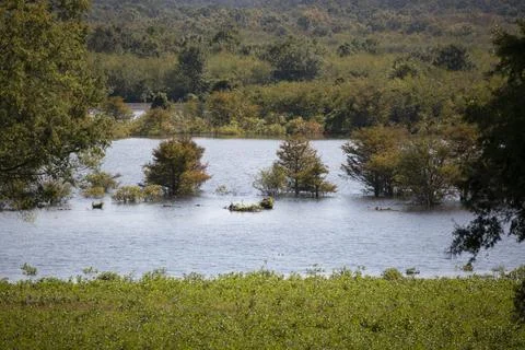 Trees in a Lake Stock Photos