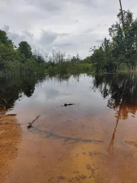 Trees on the lake Fotos de archivo