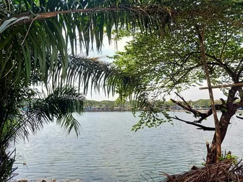 Trees by the Lake Stock Photos