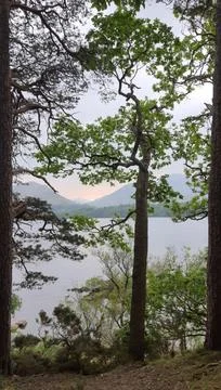 Trees Lake Stock Photos