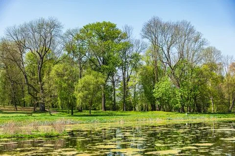 Trees on the lake shore at the beginning of spring not yet fully covered wi.. Stock Photos