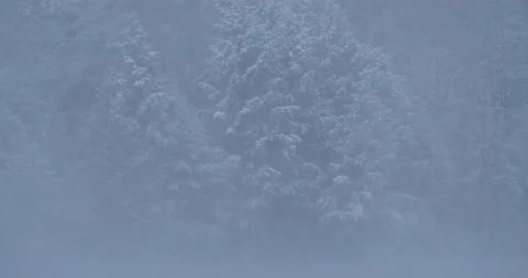 Trees on lake shore in snow storm Stock Footage 238796403