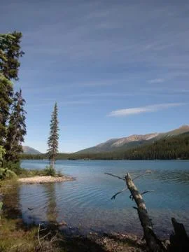 Trees by a lake in summer Stock Photos