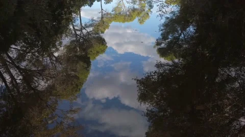 Trees on the lake water reflection Video stock 141108718