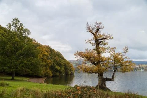 Trees by Lake Windermere Stock Photos
