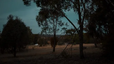 Trees on landscape at dusk Vídeos de archivo 94884288