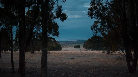 Trees on landscape at dusk Video stock 94884295
