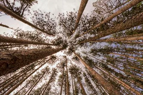 Trees landscape. Stock Photos
