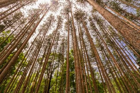 Trees landscape. Stock Photos