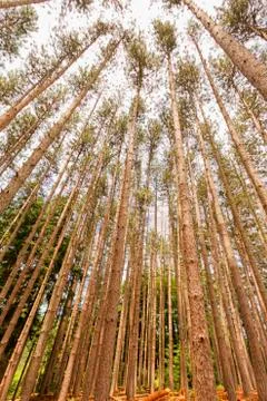Trees landscape. Stock Photos