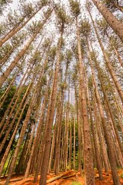 Trees landscape. Stock Photos