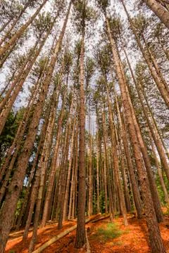 Trees landscape. Stock Photos