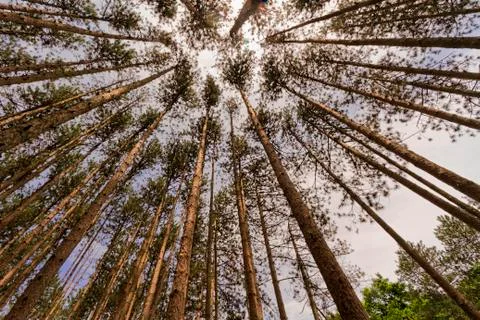 Trees landscape. Stock Photos