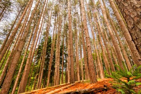 Trees landscape. Stock Photos