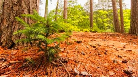 Trees landscape. Stock Photos