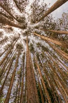 Trees landscape. Stock Photos