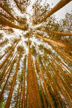 Trees landscape. Stock Photos