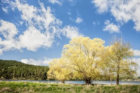 Trees in the landscape. Stock Photos