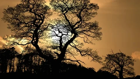 Trees Landscape Silhouette Forest Branches Nature, Stock Footage 236997491