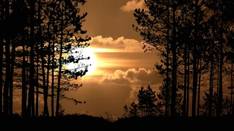 Trees Landscape Silhouette Forest Branches Nature, Stock-Footage 237020694