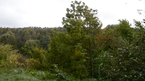 Trees in a landscape in stormy weather Stock Footage 163510025