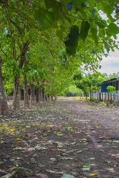 Trees with large leaves Stock Photos