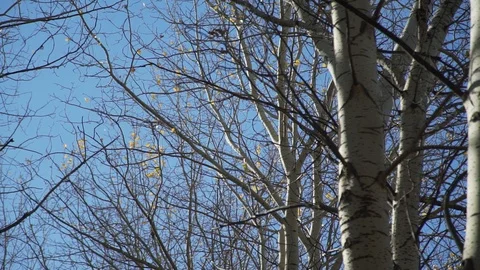 Trees in Late Autumn Vídeo Stock 95834098