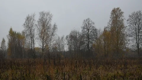 Trees in late autumn, rain Stock Footage 117897906