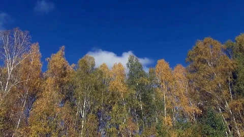 The Trees. Late in the Fall. Vídeos de archivo 75127405