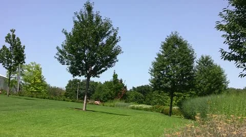 Trees on a lawn Stock Footage 11397725
