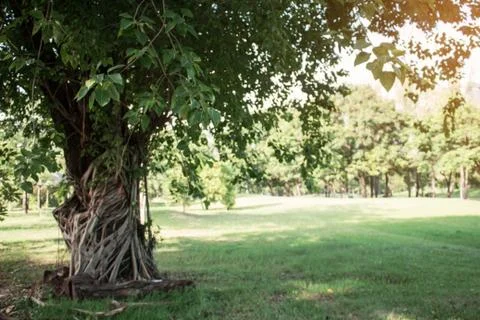 Trees on lawn at sunlight. Stock Photos
