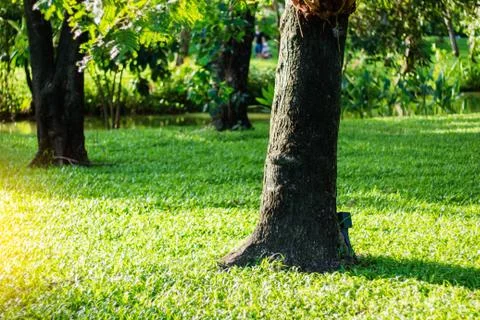 Trees on lawn at sunlight. Stock Photos