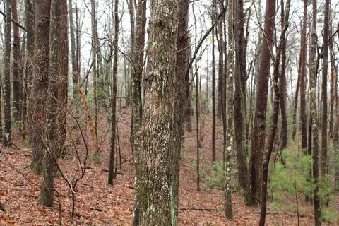 Trees with leaf covered ground Stock Photos