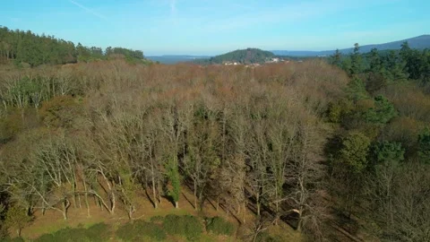 Trees With Leafless Branches With Mountain Ridge In The Background 動画素材 259726834