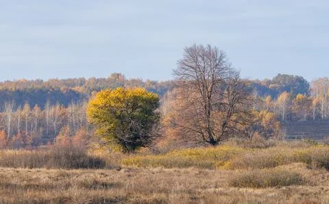 Trees with leafless leaves against a bleak autumn landscape Stock Photos