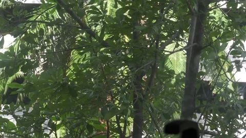 Trees leafs outdoor windy day. Nature concept Stock Footage 250516305