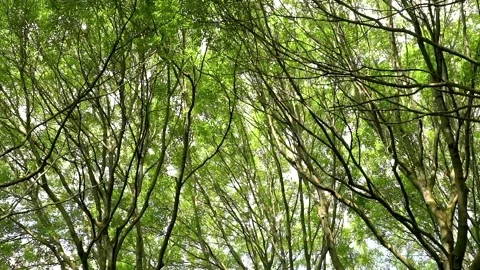 Trees leafs slow motion Stock Footage 142211708