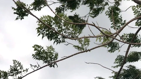 Trees leafs in the storm. Stock Footage 108506468
