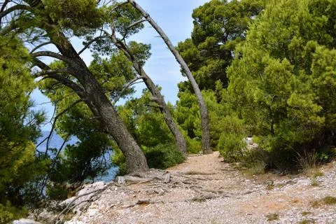 Trees leaned toward the sea. Stock Photos