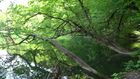 Trees Leaning Over a Quiet Forest Lake 動画素材 312760665